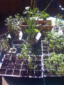 Hardening off plants - feel free to use photo as long as you link back to groweatgift.com