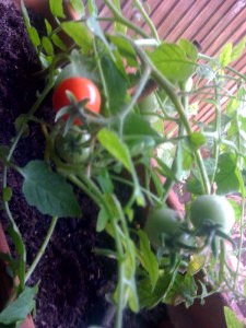 Feel free to use photo as long as you link back to http://www.groweatgift.com