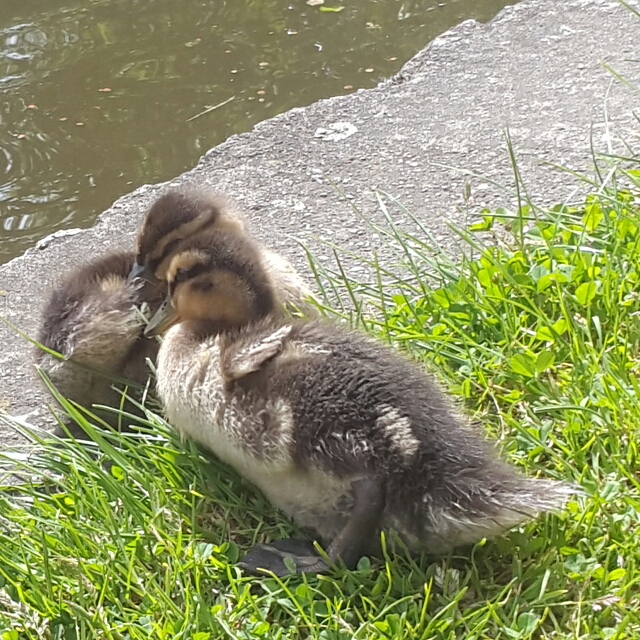 2016-05-27 10.58.49.jpg