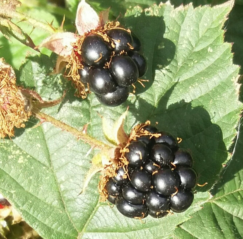 20160803_175131-1-1-1