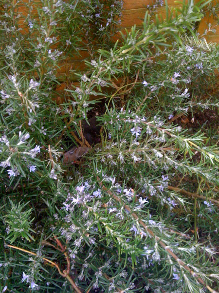 rosemary