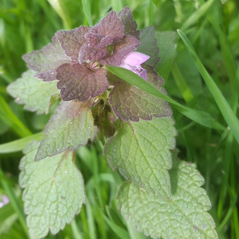 2017-04-01 15.42.33.jpg