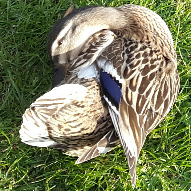 2017-04-26 02.21.17.jpg