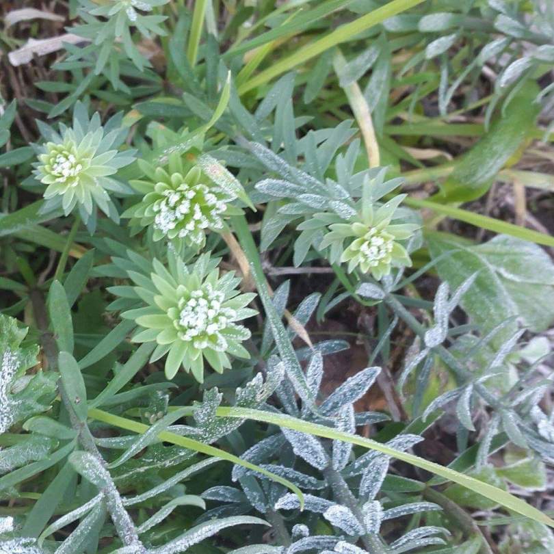 21743591_1461266440625176_2170591670465499605_o