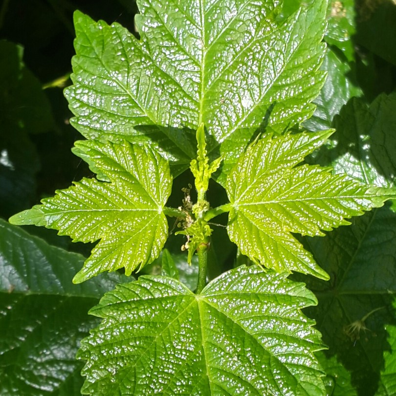 2016-06-05 12.29.43.jpg