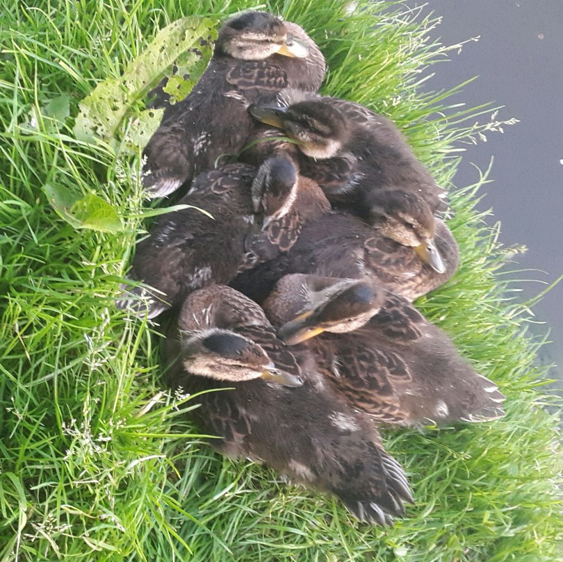 2016-06-07 00.11.42.jpg