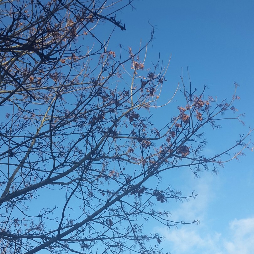 2017-01-14 17.52.18.jpg