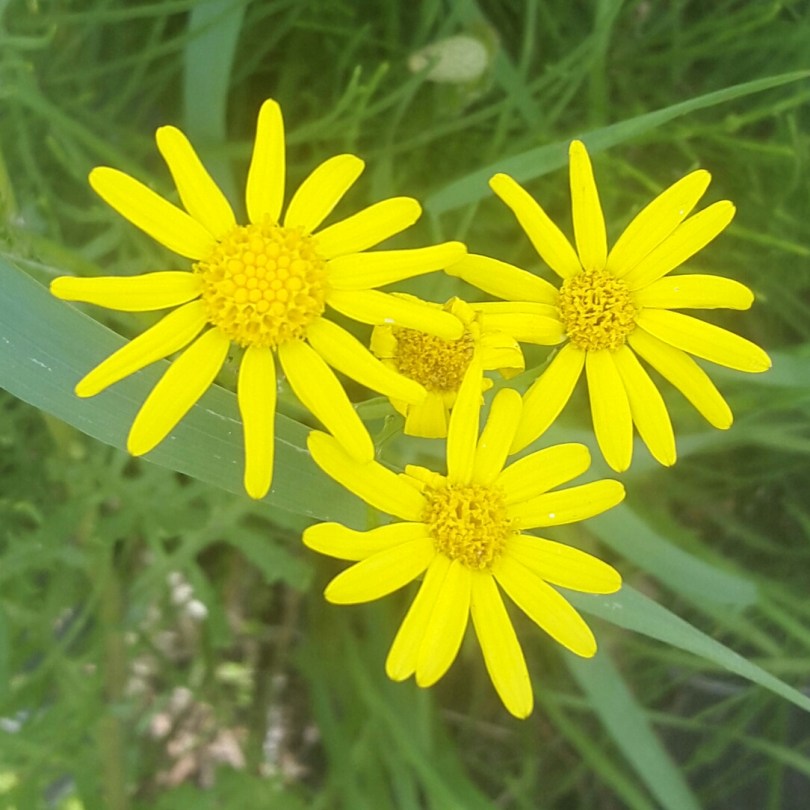 2017-06-01 17.27.18.jpg