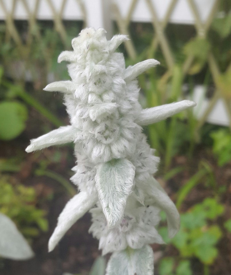 2017-06-03 18.13.25.jpg