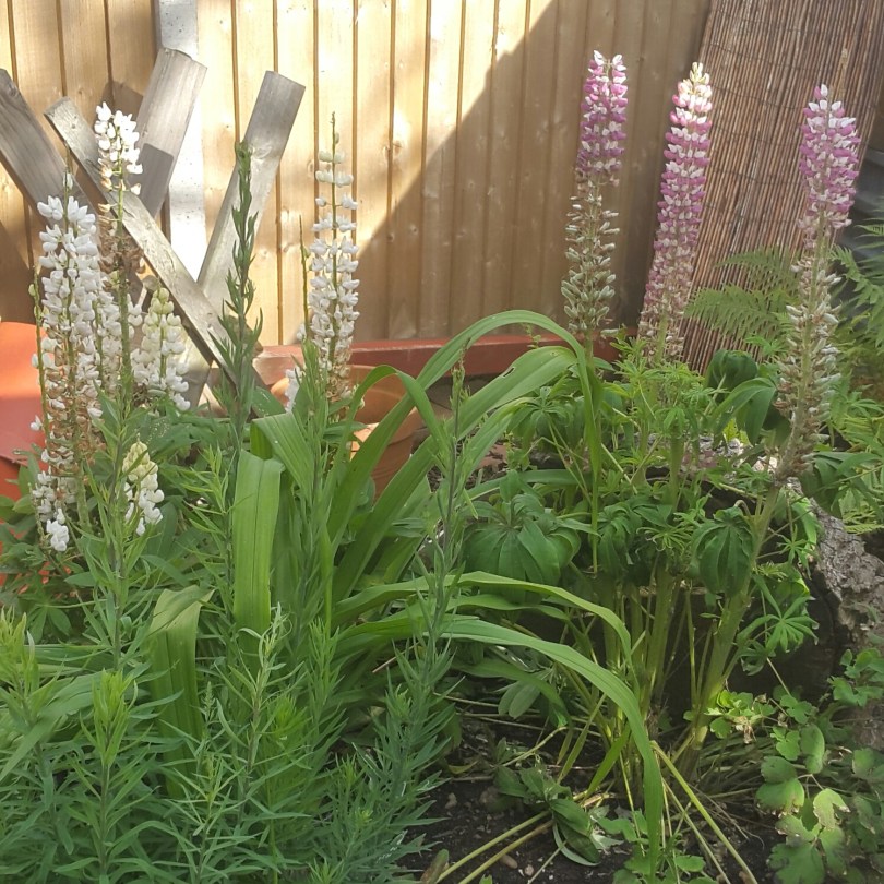 2017-06-03 19.56.46.jpg