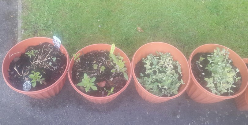 2017-06-04 05.15.40.jpg