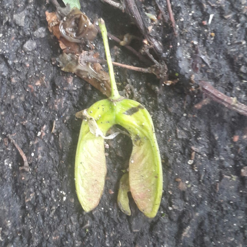 2017-06-08 20.08.21.jpg