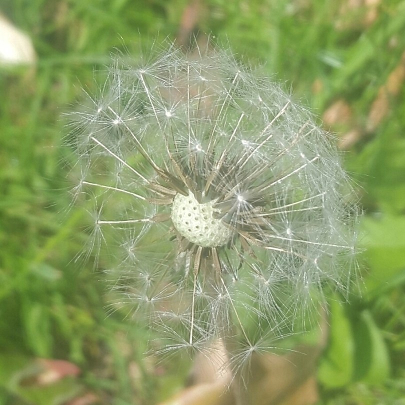 2017-06-14 13.09.31.jpg