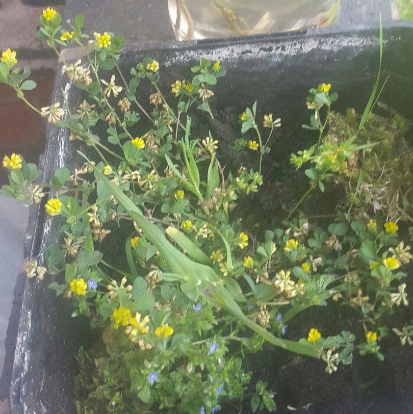 2017-06-14 13.46.53.jpg