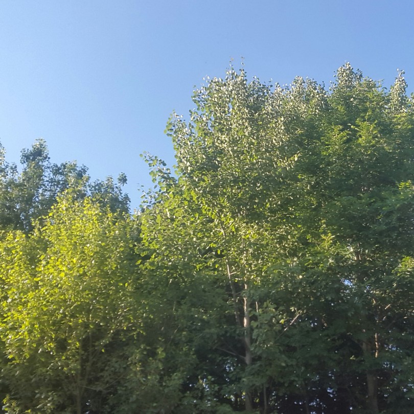 2017-06-17 19.09.20.jpg