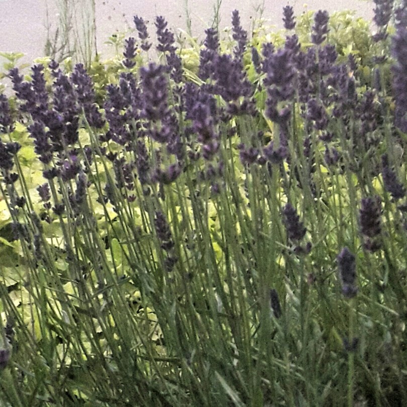 2017-06-19 02.16.29.jpg