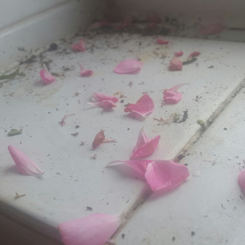 2017-06-21 19.27.35.jpg