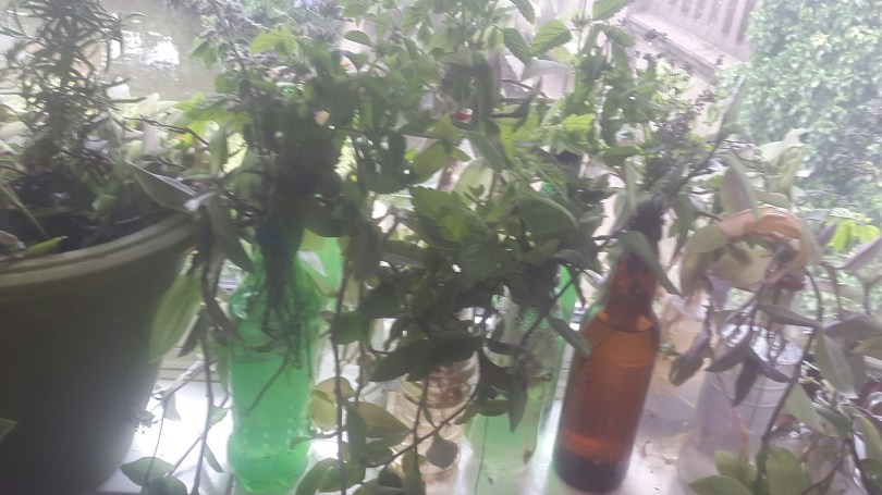 2017-06-24 12.55.50.jpg