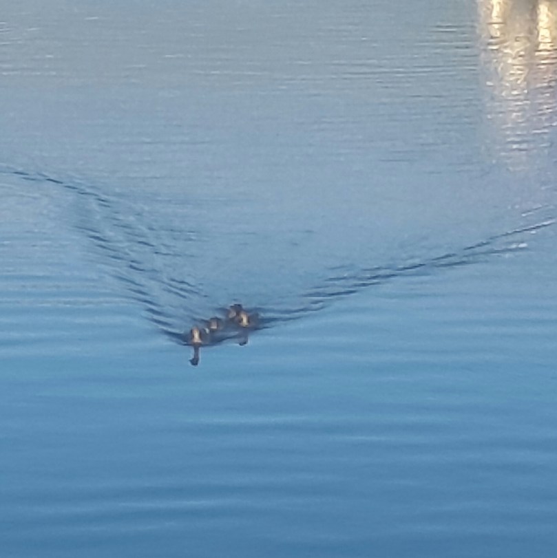 2017-06-25 03.37.28.jpg