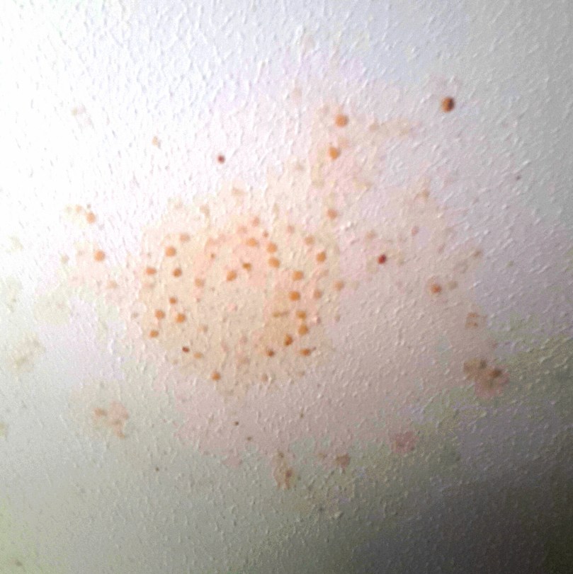 2017-06-25 22.25.07.jpg