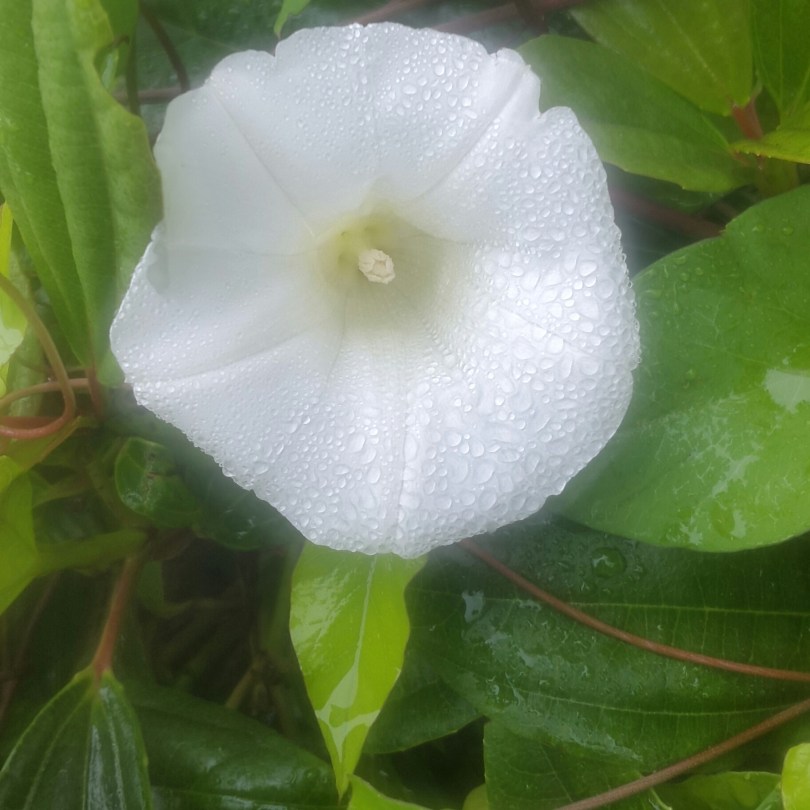 2017-07-01 00.48.37.jpg