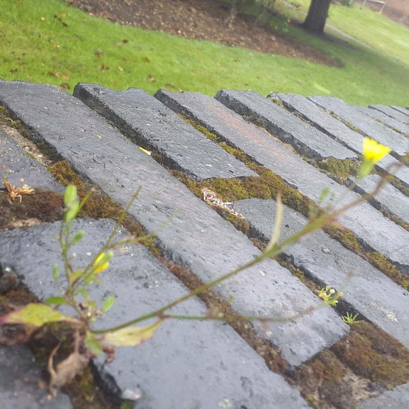 2017-07-01 00.52.22.jpg