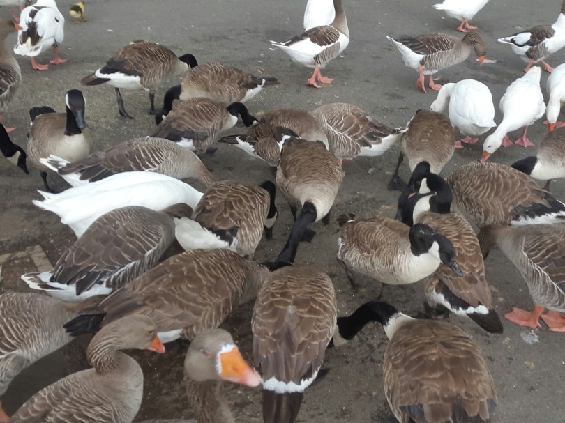 2017-07-01 06.45.44.jpg