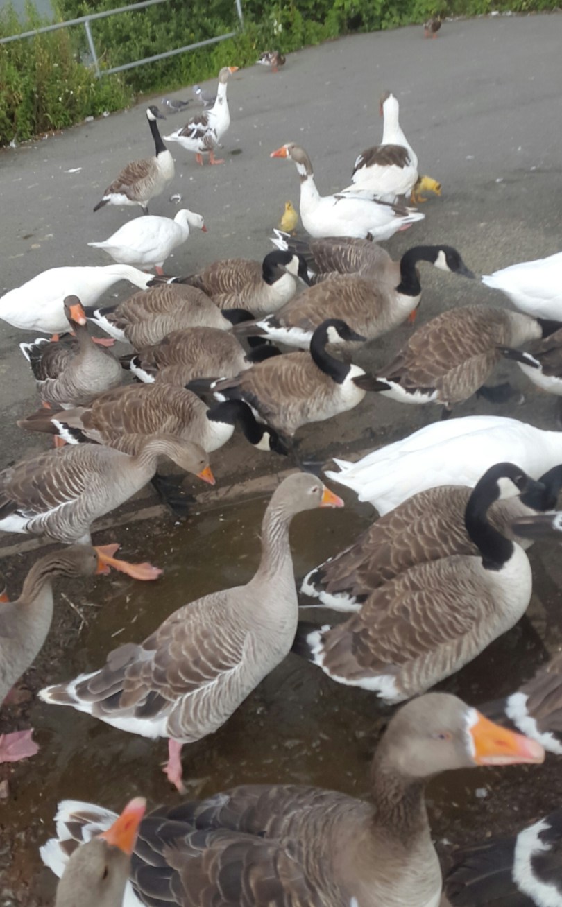 2017-07-06 10.58.03.jpg