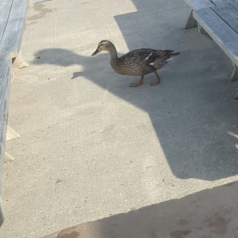 2017-07-17 20.27.19.jpg