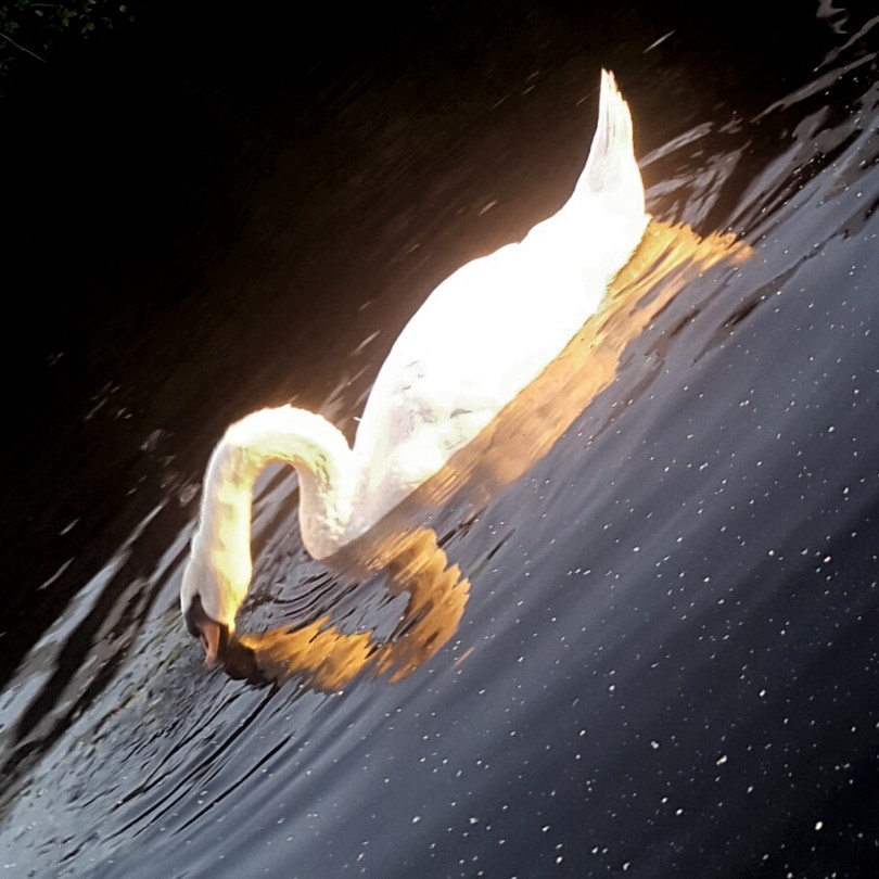 2017-08-11 05.18.52.jpg