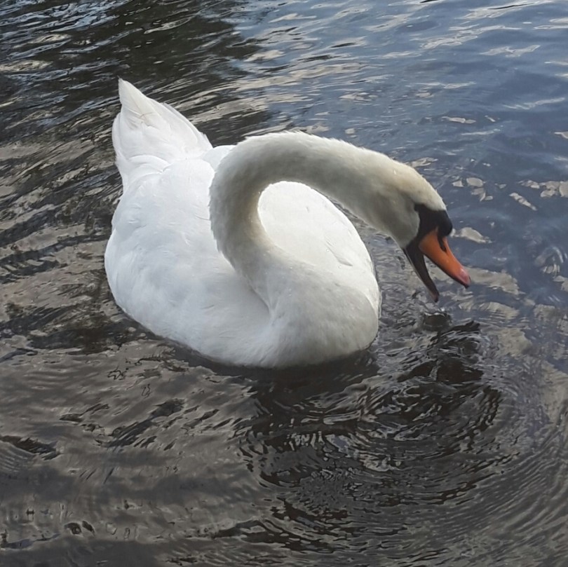 2017-08-19 07.03.17.jpg