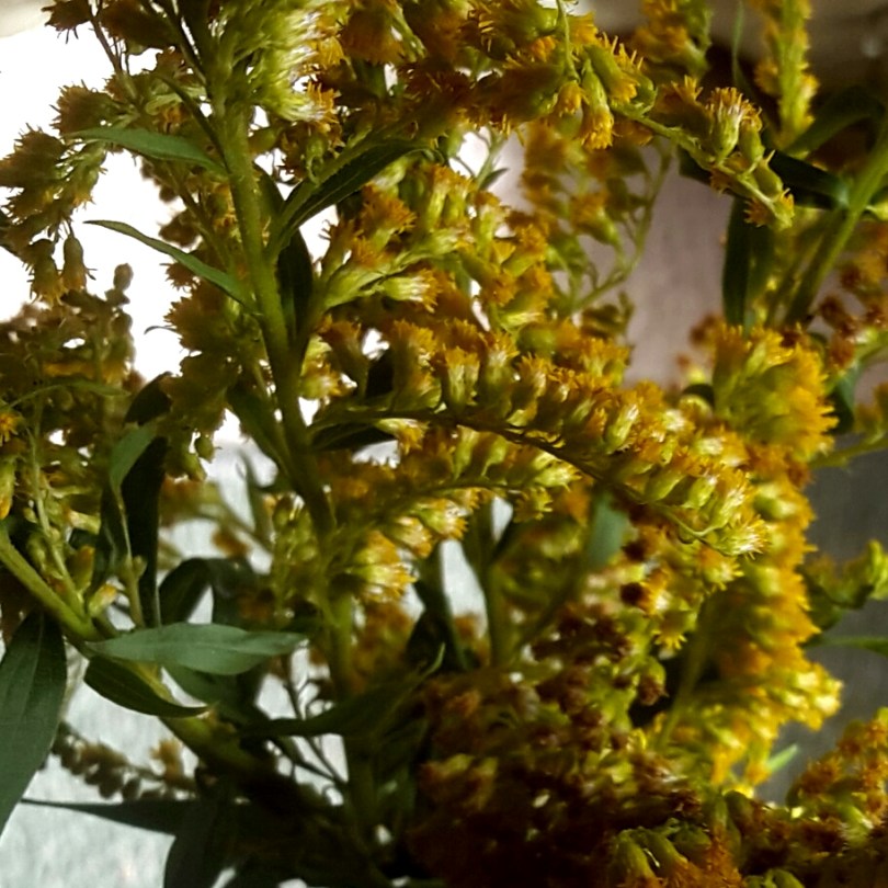 2017-08-24 16.07.53.jpg