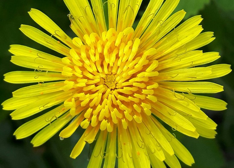 Close up of a dandelion